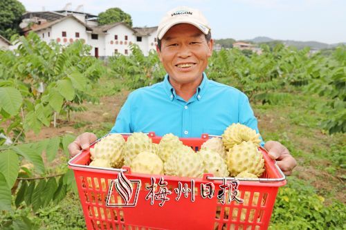 吴继国在城北镇扎上村引种了12亩释迦果，经过一年多的精心管理迎来采摘上市期。（高讯　摄）